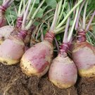 500 Laurentian Rutabaga Seeds for Garden Planting