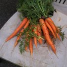 1000 Envy Carrot Seeds for Garden Planting