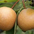 25 Niitaka Pear Seeds for Garden Planting