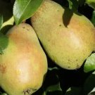 25 Glou Morceau Pear Seeds for Garden Planting