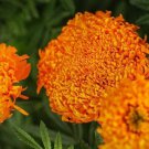25 Spun Orange Marigold Seeds for Garden Planting