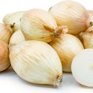 500 Maui Onion Seeds for Garden Planting