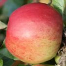 25 Jonathan Apple Seeds for Garden Planting