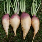 500 Doon Major Rutabaga Seeds for Garden Planting