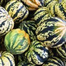 25 Carnival Squash Seeds for Garden Planting