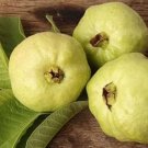 50 Detwiler Guava Seeds for Garden Planting