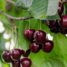10 Regina Cherry Seeds for Garden Planting