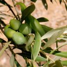 10 Calabria (Green Gold) Olive Seeds for Garden Planting