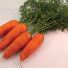 1000 Hercules Carrot Seeds for Garden Planting
