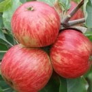 25 Foxwhelp Apple Seeds for Garden Planting