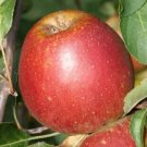 25 Tydeman's Late Orange Apple Seeds for Garden Planting