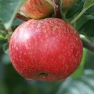 25 Beauty of Bath Apple Seeds for Garden Planting