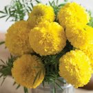 25 Mary Helen Marigold Seeds for Garden Planting