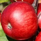 25 Brown's Apple Seeds for Garden Planting