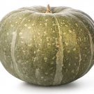 25 Kabocha Squash Seeds for Garden Planting