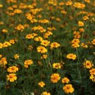 25 Golden Guardian Marigold Seeds for Garden Planting