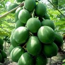 25 Kamiya Papaya Seeds for Garden Planting