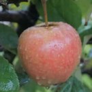 25 Airlie Red Flesh Apple Seeds for Garden Planting
