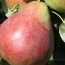 25 Obelisk Pear Seeds for Garden Planting