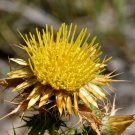 200 Clustered Carline Thistle Seeds for Garden Planting