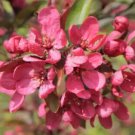 25 Prairie Fire Crabapple Seeds for Garden Planting