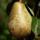 25 Beth Pear Seeds for Garden Planting