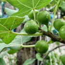 100 Sierra Fig Seeds for Garden Planting