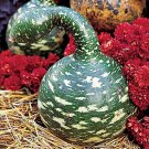 25 Speckled Swan Gourd Squash Seeds for Garden Planting