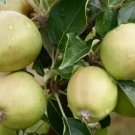 25 Michelin Apple Seeds for Garden Planting