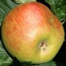 25 Blenheim Orange Apple Seeds for Garden Planting