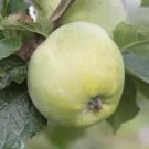 25 Amere de Berthencourt Apple Seeds Garden Planting