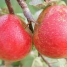25 Chivers Delight Apple Seeds for Garden Planting