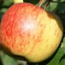 25 James Grieve Apple Seeds for Garden Planting