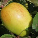 25 Kandil Sinap Apple Seeds for Garden Planting