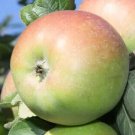 25 Belle Fleur de France Apple Seeds Garden Planting