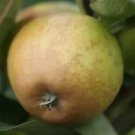 25 Rosemary Russet Apple Seeds for Garden Planting
