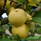 25 Nuvar Golden Hills Apple Seeds for Garden Planting