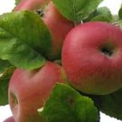 25 Brabant Bellefleur Apple Seeds for Garden Planting