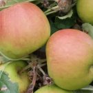 25 Claygate Pearmain Apple Seeds for Garden Planting
