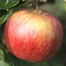 25 Ellison's Orange Apple Seeds for Garden Planting