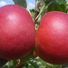 25 Sansa Apple Seeds for Garden Planting