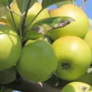 25 Bedan Apple Seeds for Garden Planting