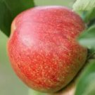 25 Lord Hindlip Apple Seeds for Garden Planting