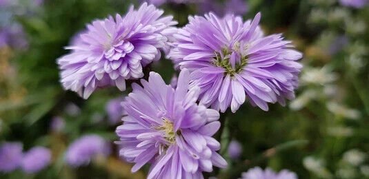 25 Purple Corn Marigold Seeds for Garden Planting