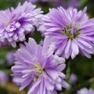25 Purple Corn Marigold Seeds for Garden Planting