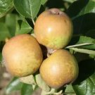 25 Brown Snout Apple Seeds for Garden Planting