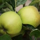 25 Grimes Golden Apple Seeds for Garden Planting