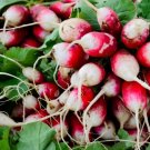 500 Sparkler Radish Seeds for Garden Planting