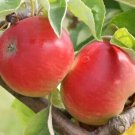 25 Akane Apple Seeds for Garden Planting