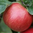 25 Idared Apple Seeds for Garden Planting